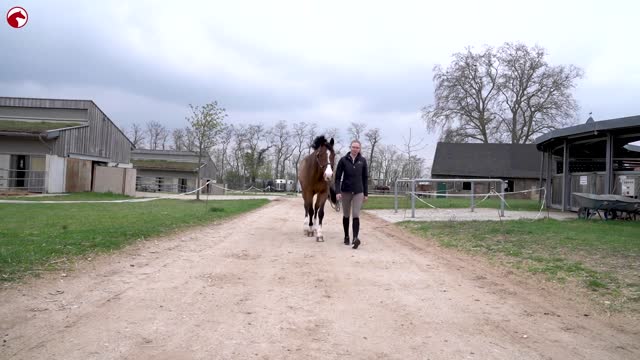 Bleib bei dir - Auf sich und sein Pferd vertrauen